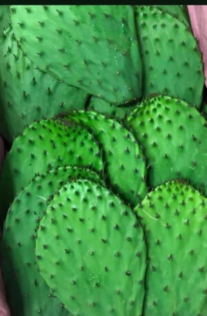 Cactus
